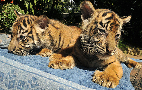 Dos tigres nacidos en cautividad en Indonesia. | AFP
