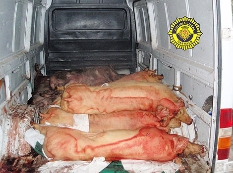 Los cerdos estaban muertos sin ninguna garanta de higiene. | ELMUNDO.es