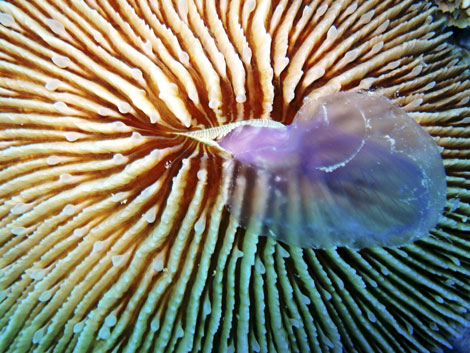 Un coral de la especie 'Fungia Scruposa', alimentndose de una medusa. | Efe