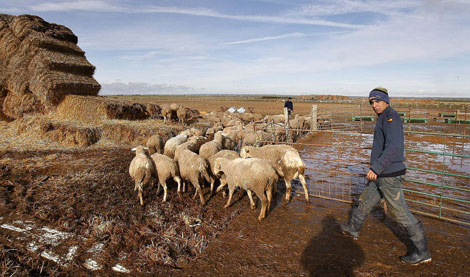 Youssef cuida un rebao de ovejas. | E. Carrascal
