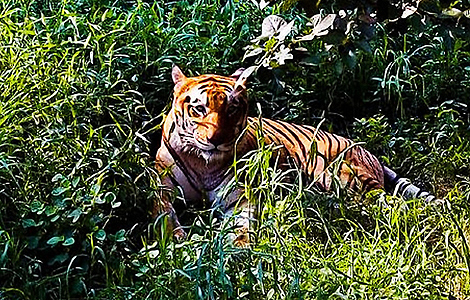 Un tigre de Bengala en el zoo de Nueva Delhi.