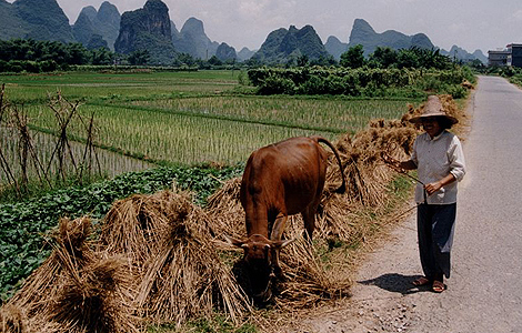 Un campo de arroz en China. | Foto: Markus Raab