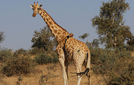 Una jirafa de Nger, con un collar GPS. | Foto: P. Suraud / GCP