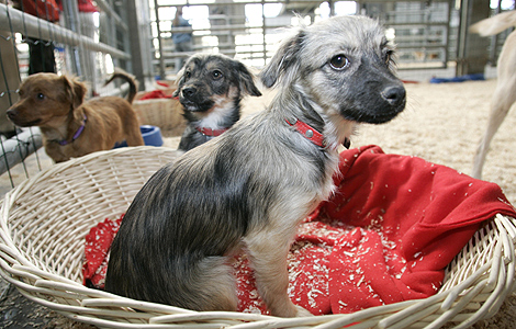 Varios perros en un centro de adopción de Madrid. | Foto: Diego Sinova