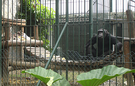 Jimy, en su jaula del zoo brasileo.| Foto: Proyecto Gran Simio