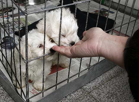 Imagen de los perros rescatados. (madrid.org)