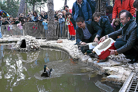 El alcalde de Elche, Alejandro Soler, suelta los patos en el estanque de Elche. | E.Caparrs