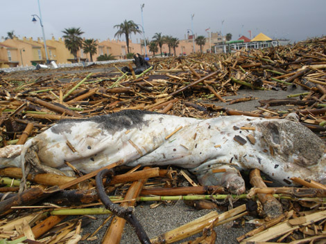 Animal muerto arrastrado por la corriente en Guadalmar, en Mlaga, el domingo. | L. Espaa