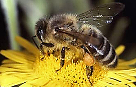 Una abeja en plena polinizacin. | ELMUNDO