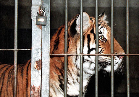 Un tigre siberiano en un zoo de Pekn. | Reuters