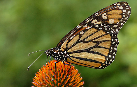 Un ejemplar de mariposa monarca.
