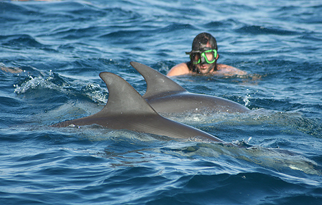 Un turista bucea con dos delfines en Zanzbar.