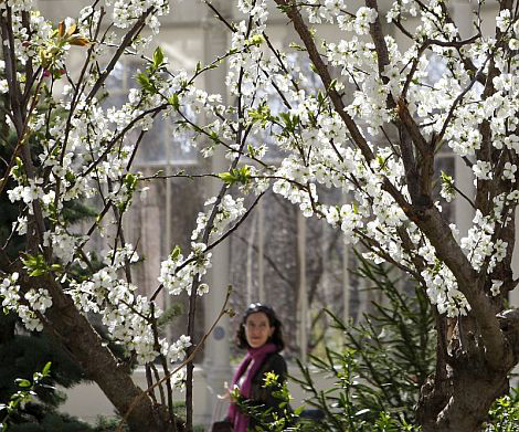 Almendros en flor, en el madrileo Parque del Retiro, en Madrid. | Efe