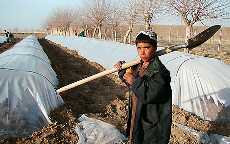 Cultivos plantados bajo plásticos en Helmand. | Foto: Mercy Corps