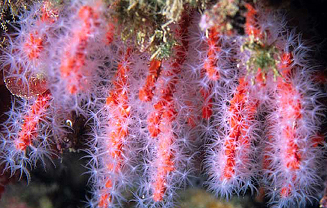 'Corallium rubrum' ( coral rojo), cerca de Livorno (Italia). | AFP