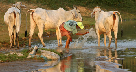 Un hombre baa a varias vacas en un ro en Camboya. | Efe