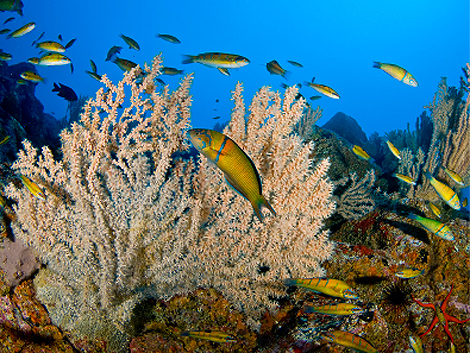 Un 'santuario' de coral en las Islas Canarias | | elmundo.es