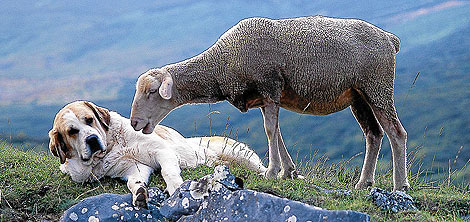 Un mastn descansa junto a una oveja. | Fundacin Oso Pardo