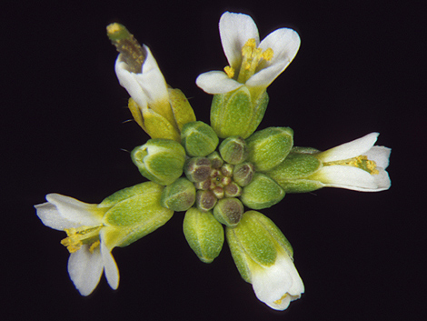 Un ejemplar de 'Arabidopsis inflorescence'. Foto: Jos Luis Riechmann / Science