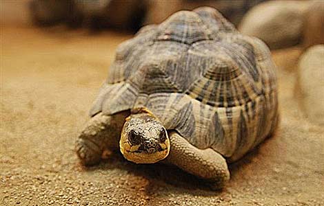 Ejemplar de tortuga radiada de Madagascar. | Kuribo | Wikimedia Commons