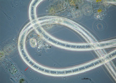 Bactera gigante de sulfato, en el Pacfico Sur. | Web del CVM