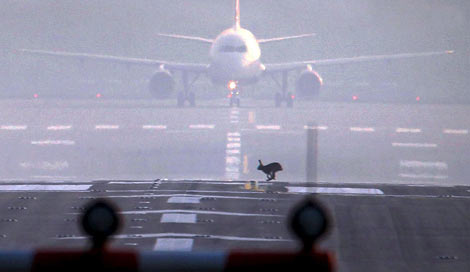 Un avin aterriza hoy en el aeropuerto de Dsseldorf. | Efe