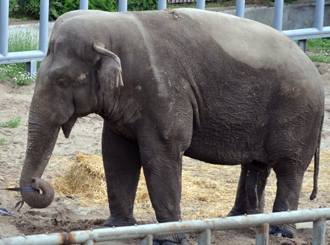 Un elefante de 39 aos en un zoo de Kiev. | AFP