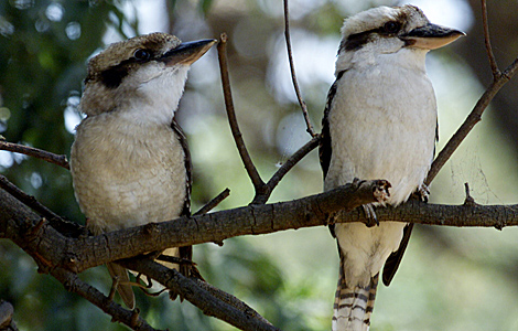 Dos pjaros autralianos Kookaburra en Melbourne. | EPA