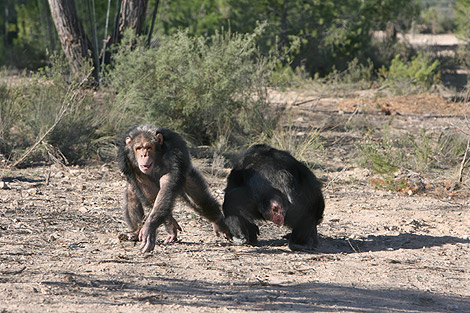 Dos de los chimpancs del centro 'Primadomus' de Villena. | Ernesto Caparrs