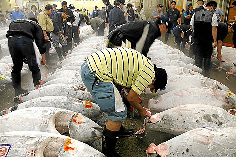 Compradores de atún rojo en la subasta del mercado de Tokio | El Mundo
