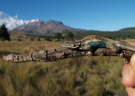 Un ejemplar de Sceloporus bicanthalis, una lagartija mexicana incluida en el estudio. | Fausto Roberto Modesto de la Cruz