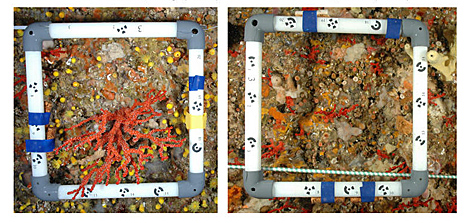 Comparacin de coral rojo en una reserva marina (i) con otra zona sin proteccin. | J. Garrabou.