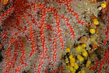 Coral rojo ('Corallium rubrum'). | J.G.