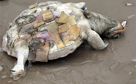 Una de las tortugas muertas que aparecieron en las playas de Missisip. | AP