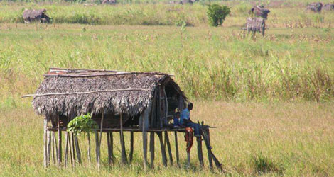 Un agricultor y su hijo vigilan sus cultivos en Tanzania. | C. Packer