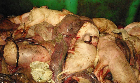 Cadáveres de crías de cerdos tiradas en una granja. | 'Igualdad Animal'