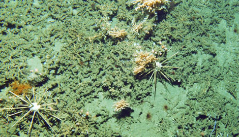 Parte del coral de agua fra localizado en el can de Avils.|EFE