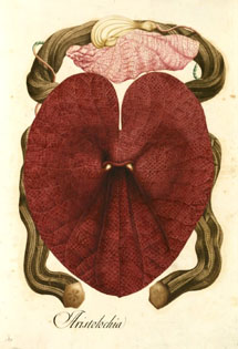 Ilustracin que muestra una planta del gnero Aristolochia. | CSIC