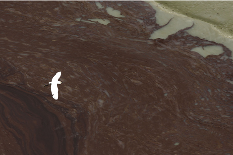 Un ave sobrevuela isla de Grand Terre (Luisiana), cubierta de crudo. | AP