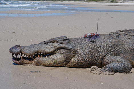 Este ejemplar de 'Crocodylus porosus' recorri 590 km. en 25 das. | Australia Zoo
