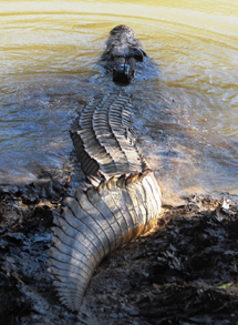 Un cocodrilo con transmisor comienza su viaje. | Australia Zoo