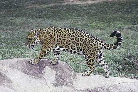 El jaguar es una especie en peligro de extincin. | ELMUNDO.es