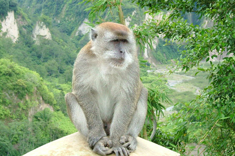 Un macaco en el oeste de Sumatra