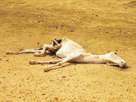 Cadver de un caballo cerca de un abrevadero seco en Mongo (Chad). | L. B. B.