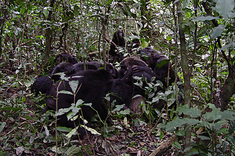 Un grupo de chimpancs reunidos durante una de sus patrullas. | J. Mitani