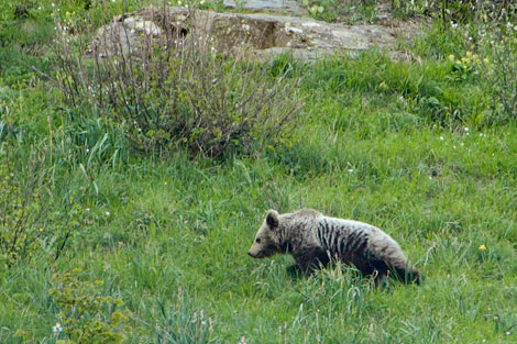 Uno de los osos localizados en la Val d'Aran| Foto: O. Alamany | Depana | ACN