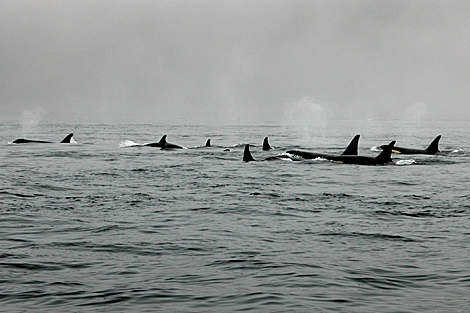 Varias orcas en el ocano.| digitaldundee