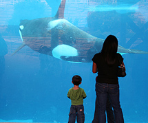 Una orca en un acuario. |