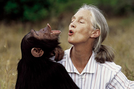 Jane Goodall con un chimpanc de la reserva de Gombe. | Instituto Jane Goodall
