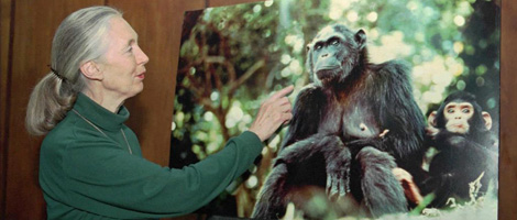 Muestra la foto de una chimpance en una rueda de prensa en Nairobi. | Ap